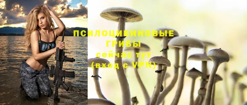 блэк спрут вход  Орск  Псилоцибиновые грибы Cubensis 